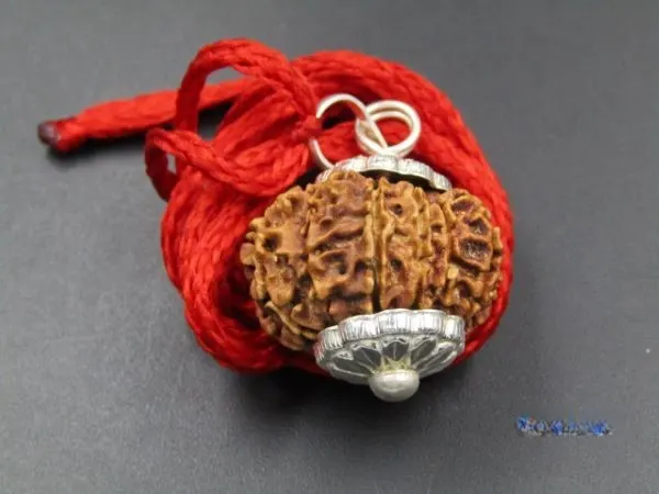 14 Mukhi Rudraksha