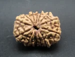 14 Mukhi Rudraksha
