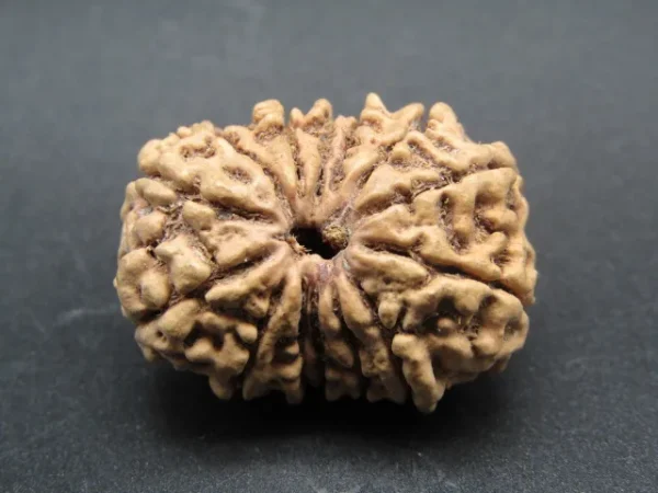 14 Mukhi Rudraksha