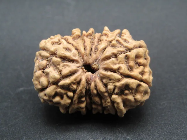 14 Mukhi Rudraksha
