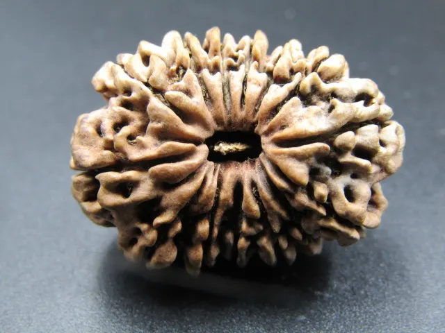 14 Mukhi Rudraksha