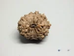 14 Mukhi Rudraksha