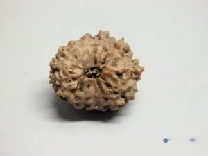 14 Mukhi Rudraksha