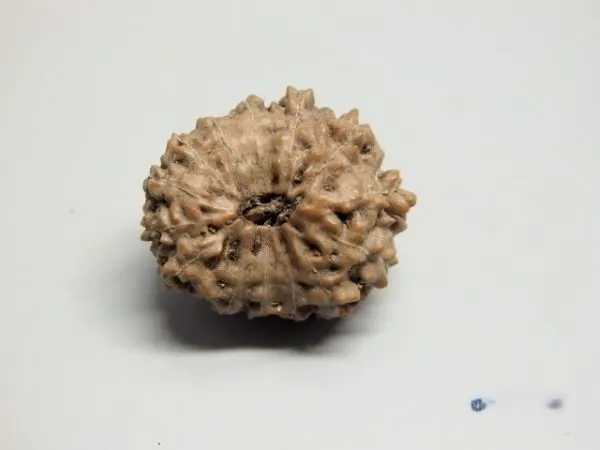 14 Mukhi Rudraksha