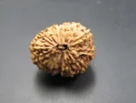 14 Mukhi Rudraksha
