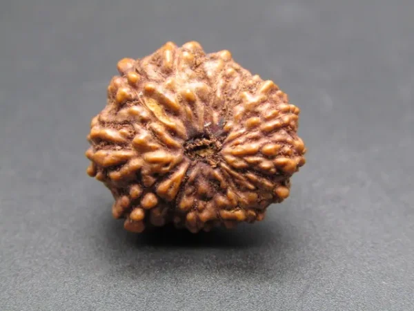 14 Mukhi Rudraksha