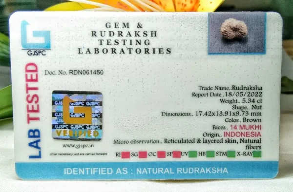 14 Mukhi Certificate