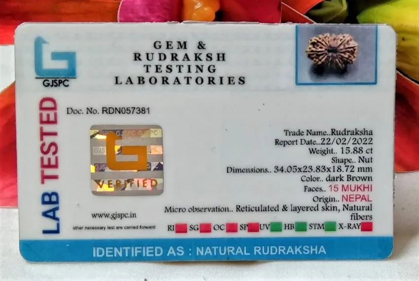 15 Mukhi Certificate