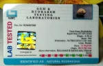 15 Mukhi Certificate
