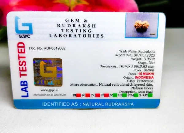 15 Mukhi Certificate