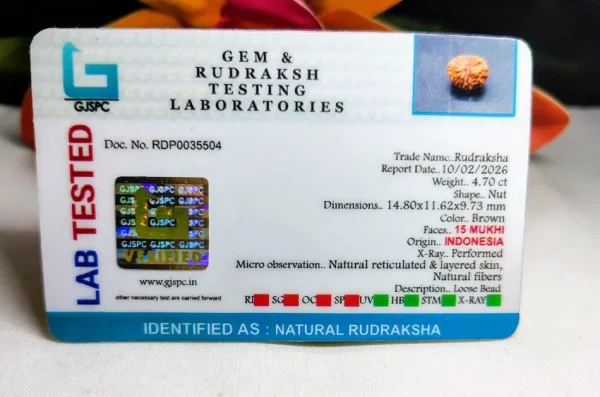 15 Mukhi Certificate