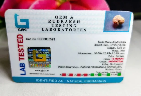 15 Mukhi Certificate