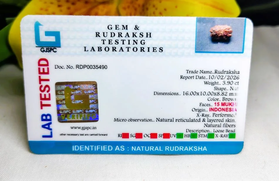 15 Mukhi Certificate