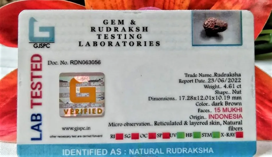 15 Mukhi Certificate