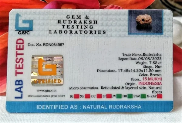 15 Mukhi Certificate