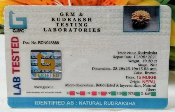 15 Mukhi Certificate