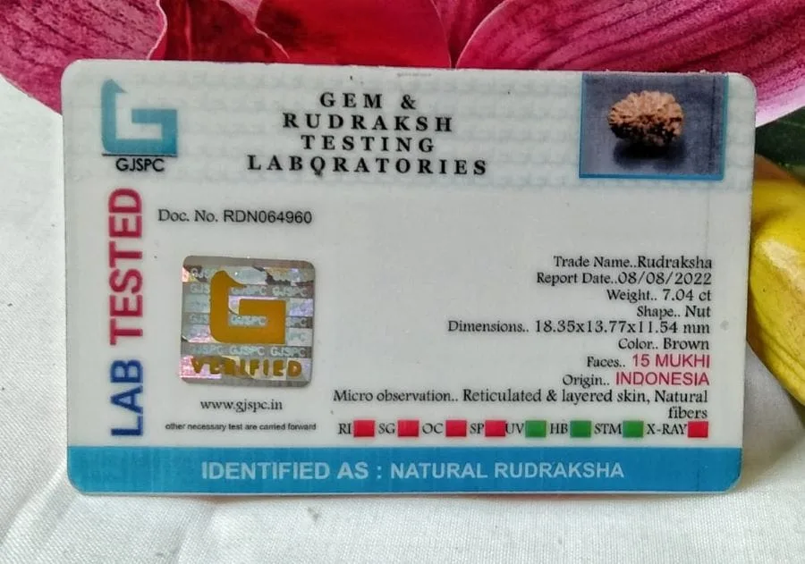 15 Mukhi Certificate