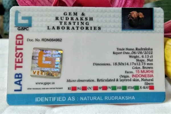 15 Mukhi Certificate