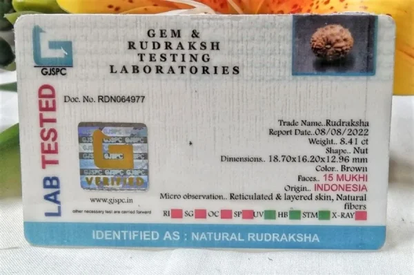 15 Mukhi Certificate