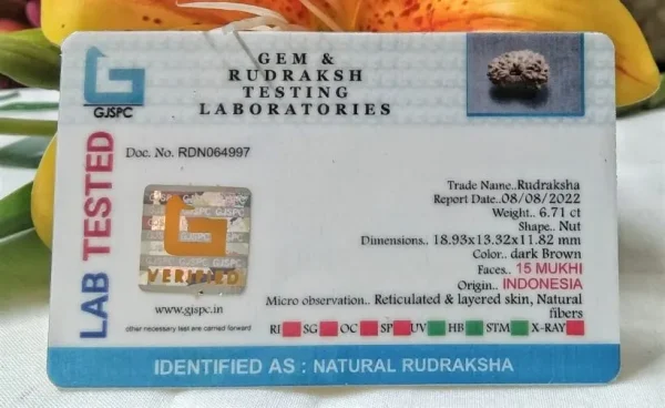 15 Mukhi Certificate