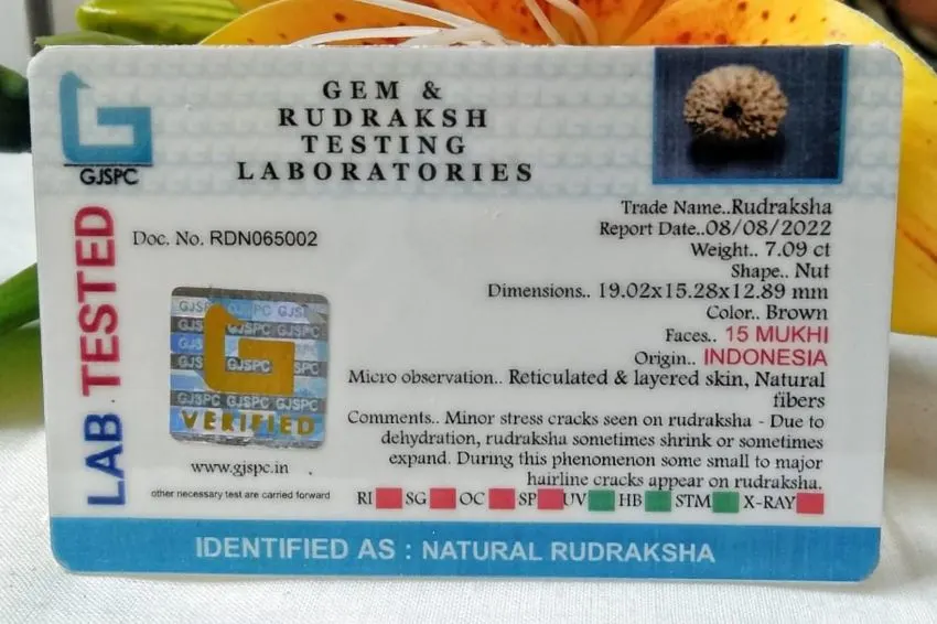 15 Mukhi Certificate