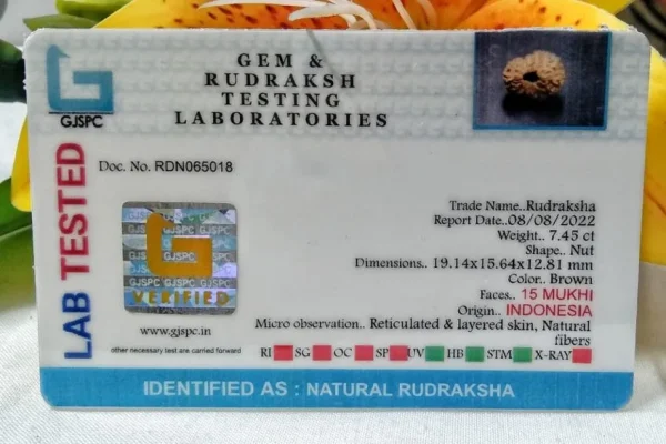15 Mukhi Certificate