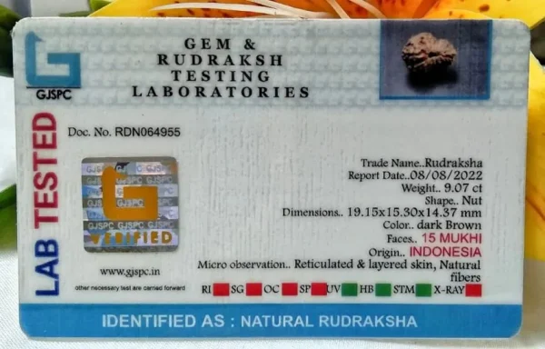 15 Mukhi Certificate