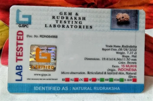 15 Mukhi Certificate