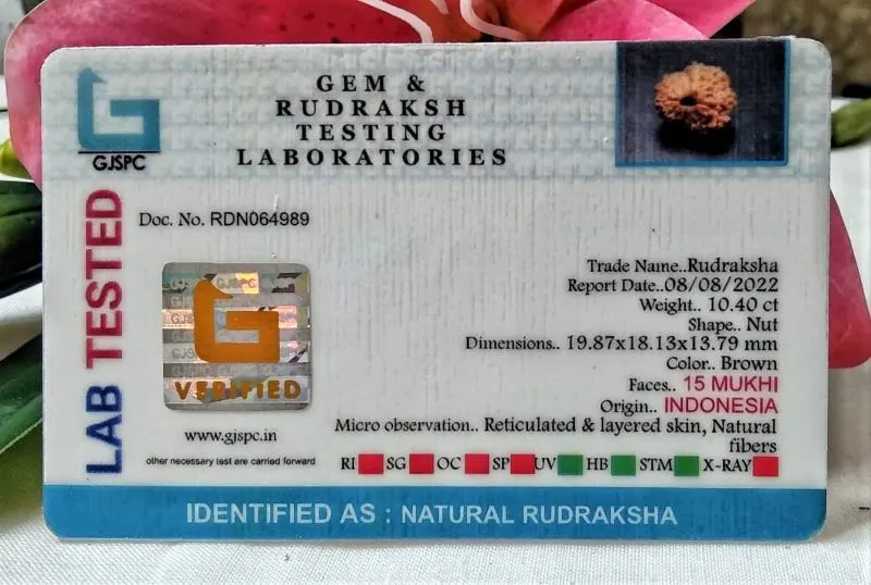 15 Mukhi Certificate