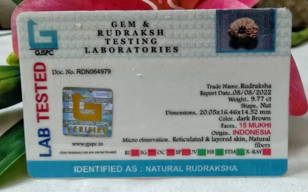15 Mukhi Certificate
