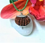 15 Mukhi Rudraksha