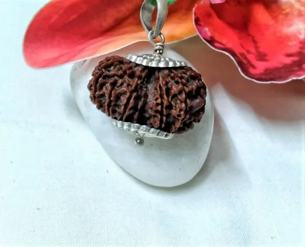 15 Mukhi Rudraksha