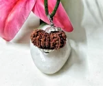 15 Mukhi Rudraksha