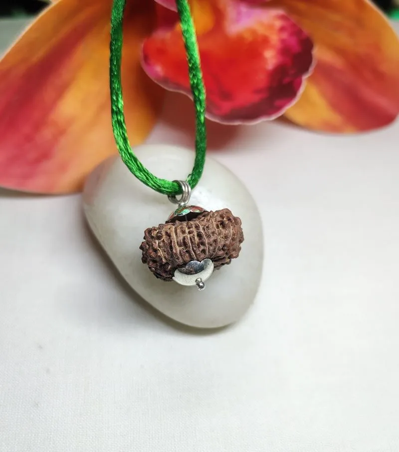 15 Mukhi Rudraksha