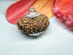 15 Mukhi Rudraksha