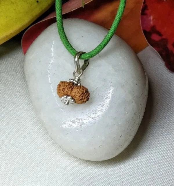15 Mukhi Rudraksha