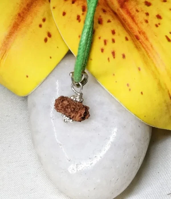 15 Mukhi Rudraksha