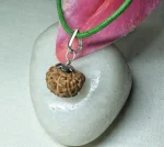 15 Mukhi Rudraksha