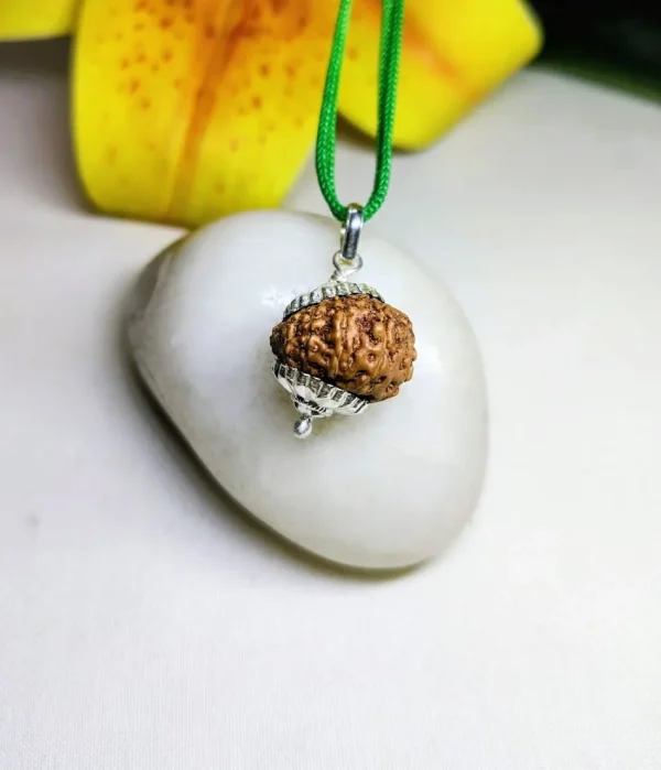 15 Mukhi Rudraksha