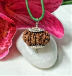 15 Mukhi Rudraksha