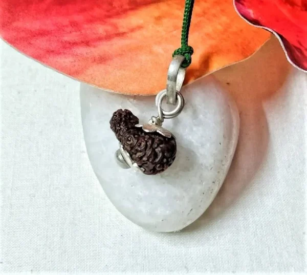 15 Mukhi Rudraksha