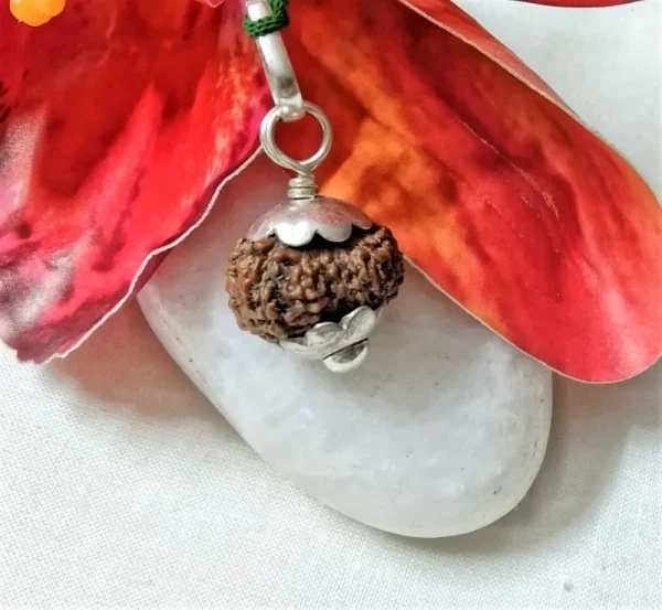 15 Mukhi Rudraksha