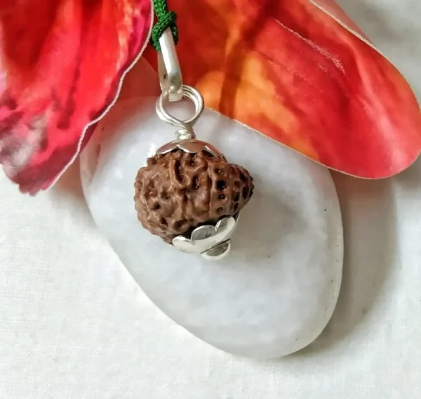 15 Mukhi Rudraksha