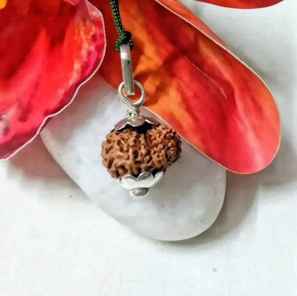 15 Mukhi Rudraksha