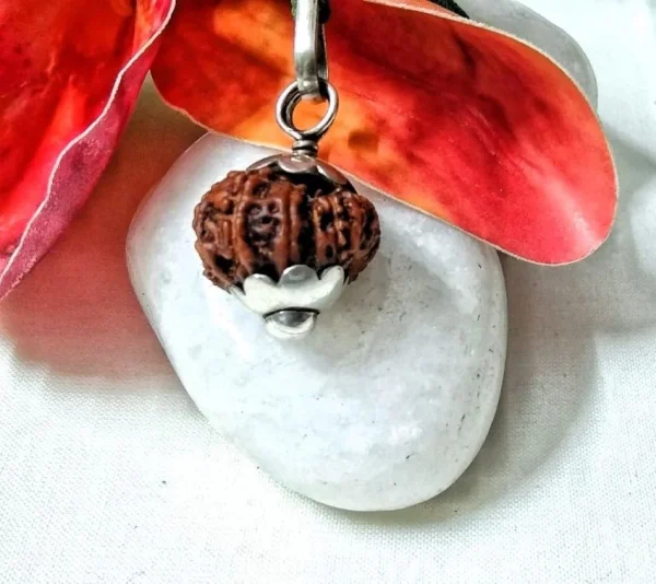 15 Mukhi Rudraksha