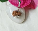 15 Mukhi Rudraksha