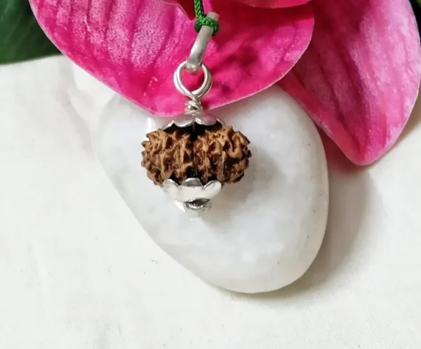 15 Mukhi Rudraksha