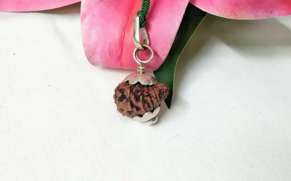 15 Mukhi Rudraksha
