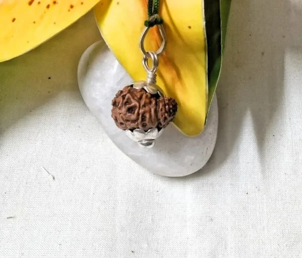 15 Mukhi Rudraksha