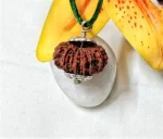 15 Mukhi Rudraksha